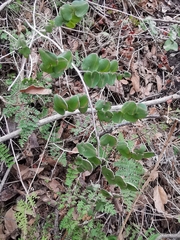 Pellaea cordifolia