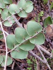 Pellaea cordifolia