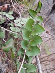 Pellaea cordifolia