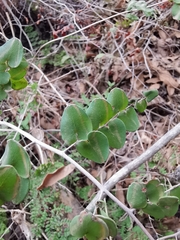 Pellaea cordifolia