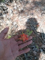 Castilleja tenuiflora