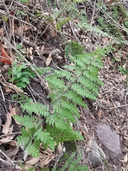 Myriopteris microphylla