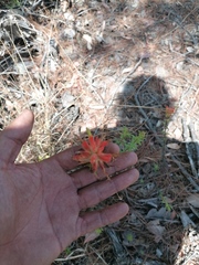 Castilleja tenuiflora