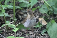 Catharus fuscescens