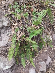 Myriopteris microphylla