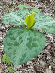 Trillium luteum