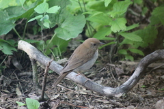 Catharus fuscescens