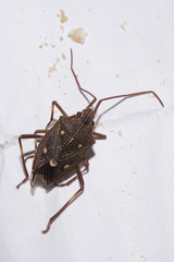 Poecilometis alienus