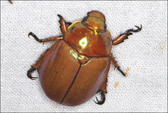 Anoplognathus viriditarsis