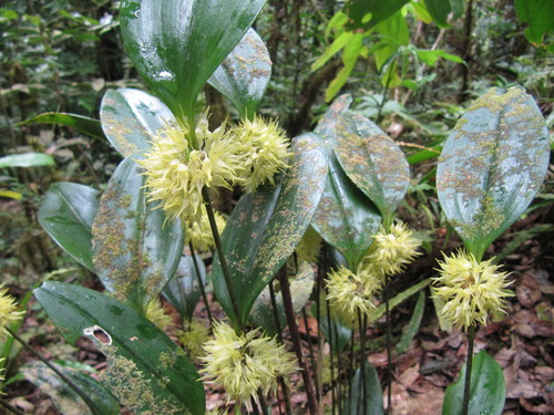Pleurothallis chloroleuca, photograph 3