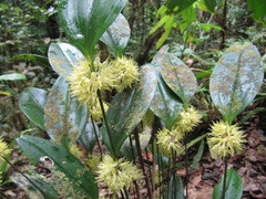 Pleurothallis chloroleuca