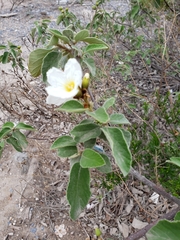 Cordia boissieri