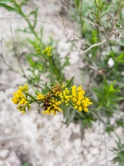 Gymnosperma glutinosum