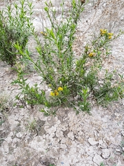 Gymnosperma glutinosum