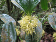 Pleurothallis chloroleuca