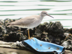 Tringa brevipes