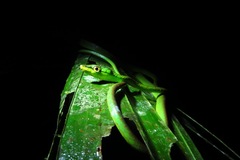 Oxybelis brevirostris