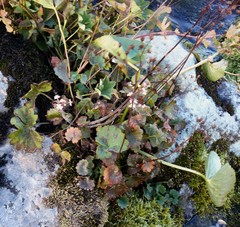 Micranthes nelsoniana aestivalis