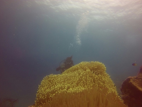 Magnificent Sea Anemone (Radianthus magnifica)