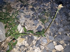 Tridax procumbens
