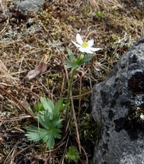 Anemonastrum biarmiense