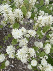 Fothergilla major