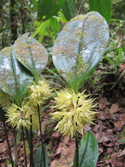 Pleurothallis chloroleuca