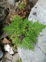 Cheilanthes leucopoda