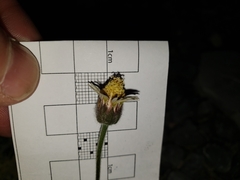 Tridax procumbens