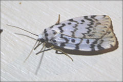 Hectobrocha pentacyma