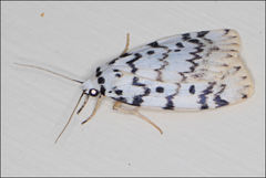 Hectobrocha pentacyma