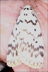 Hectobrocha pentacyma