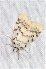 Hectobrocha pentacyma