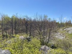 Pipilo erythrophthalmus