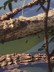 Micropterus salmoides