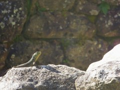 Stenocercus crassicaudatus