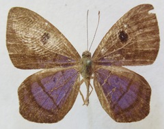 Mesosemia lamachus