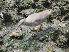Tringa brevipes