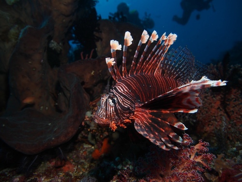 Common Lionfish (Pterois volitans)