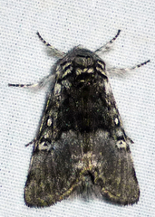 Pantheinae