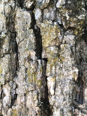 Candelariella xanthostigma