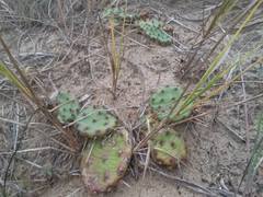 Opuntia humifusa