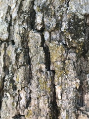 Candelariella xanthostigma