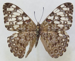 Hamadryas feronia farinulenta