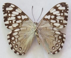Hamadryas feronia farinulenta