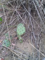 Opuntia humifusa