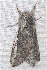 Endoxyla secta