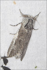 Endoxyla secta