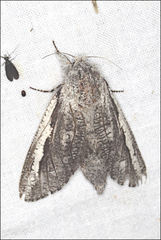 Endoxyla secta