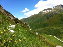 Paradisea liliastrum